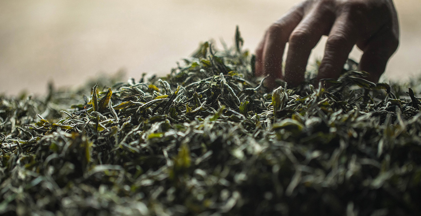 日照對綠茶搞好技術(shù)推廣示范 擴大種植規模
