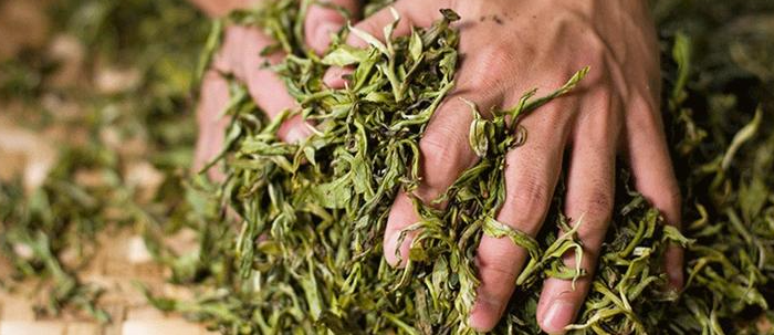 怎樣鑒別茶葉優(yōu)劣