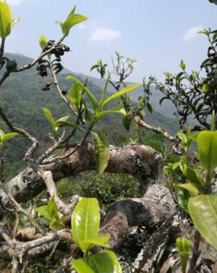 認識古樹(shù)茶