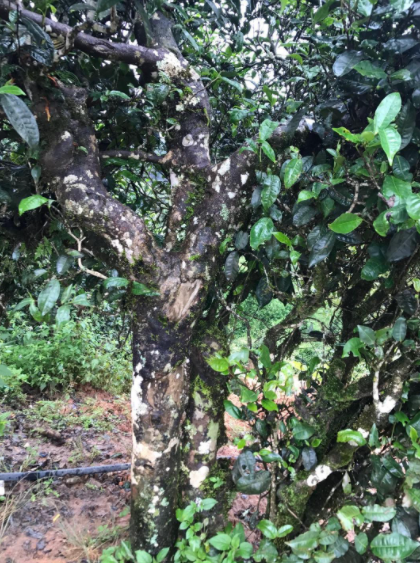 大樹(shù)茶