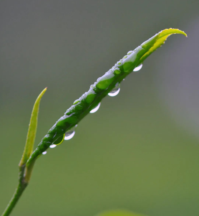 雨水與茶葉的關(guān)聯(lián)