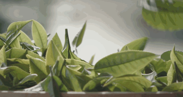 秋茶好處有哪些？
